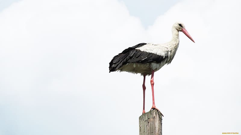 Birds, Bird, Animal, White Stork, HD wallpaper