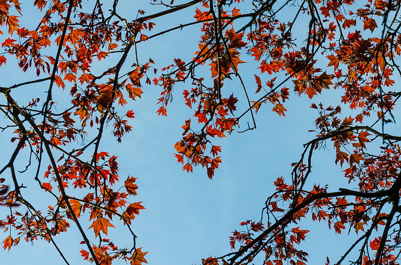 maple, branches, leaves, tree, sky, HD wallpaper