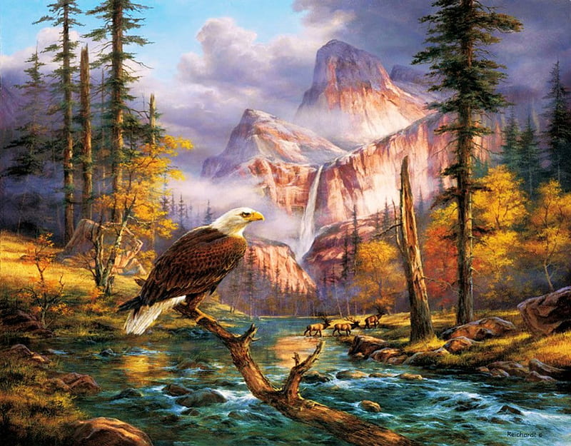 The Bald Eagle, wilderness, forest, mountains, river, raptor, Rudi Reichardt, HD wallpaper