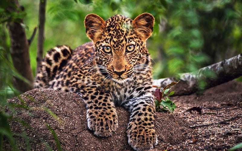 leopard cub, bokeh, small leopard, jungle, close-up, predator, leopard, Panthera pardus, HD wallpaper