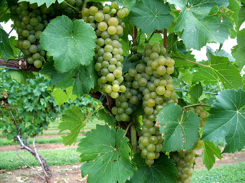 Green Grapes, grapes, vineyard, fields, green, HD wallpaper