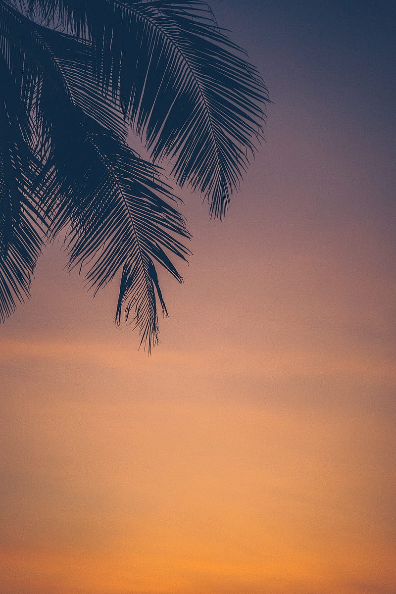 Palm Tree Under Gray Sky, HD phone wallpaper