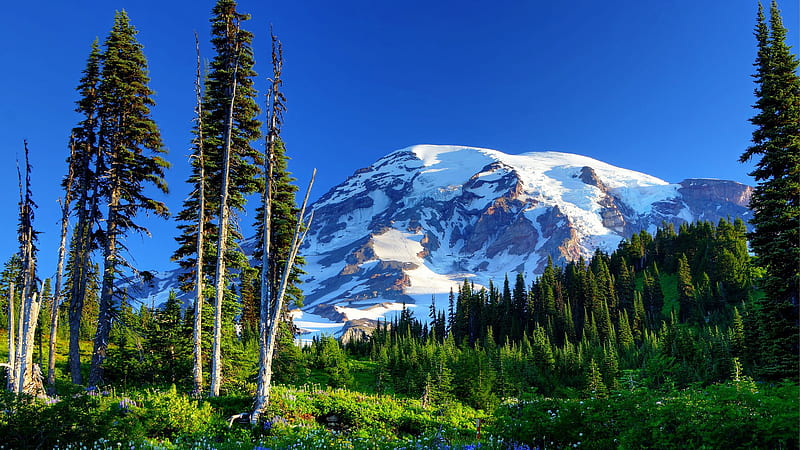 Rainier Mountains With Snow And Trees Grass Flowers Slope Nature, HD wallpaper