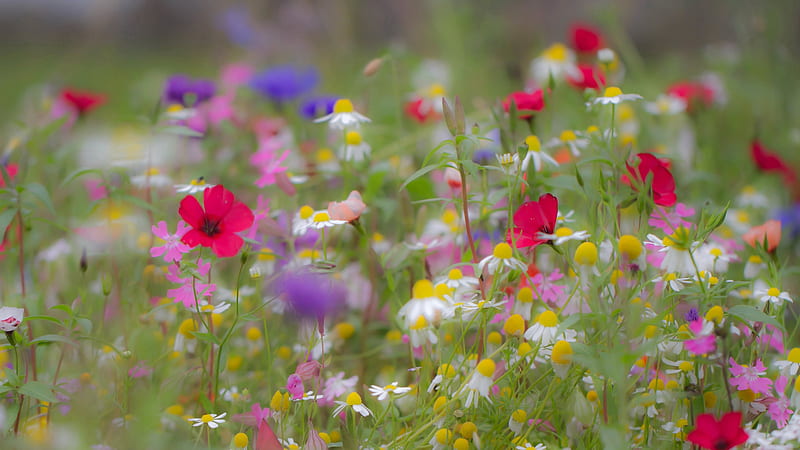 Colorful Summer Flowers In A Blur Background Flowers, HD wallpaper | Peakpx