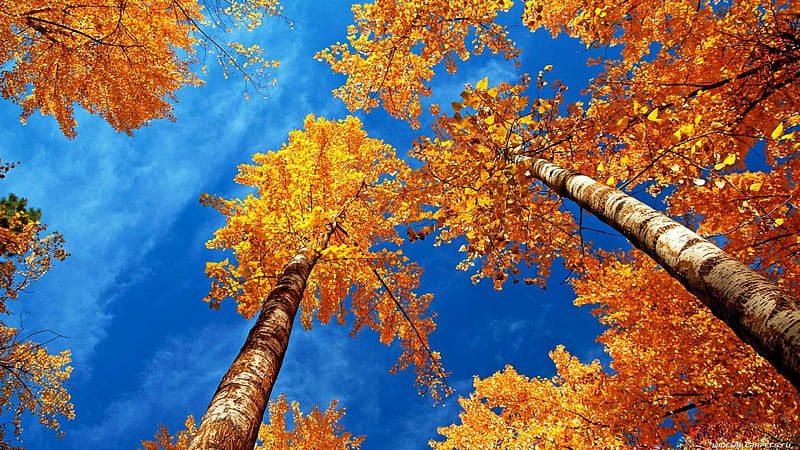 Grown to the Sky, fall, autumn, leaves, birches, colors, trees, HD wallpaper