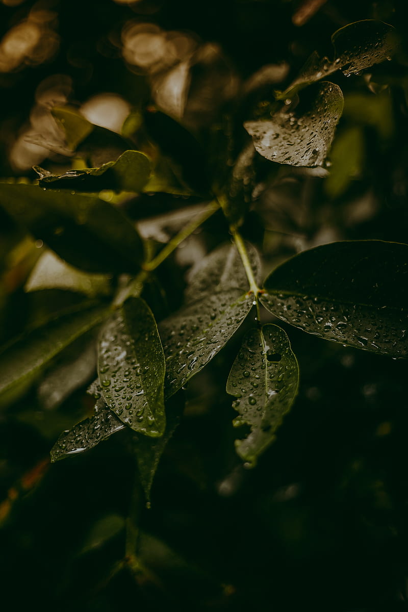 leaves, drops, water, macro, plant, HD phone wallpaper