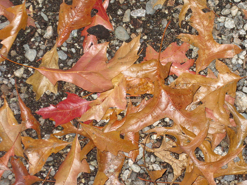 leaves, fall, laves, HD wallpaper