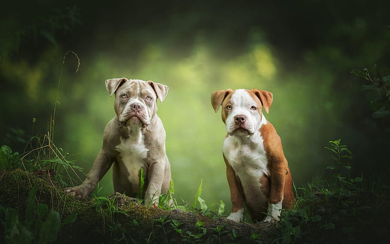 American Pit Bull Terrier, cute little puppies, forest, small dogs, pets, HD wallpaper