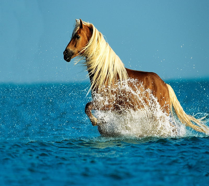 Wild Horse, HD wallpaper