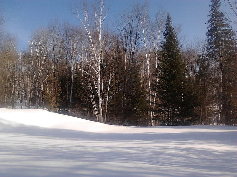 ~~; winter tree line ;~~, shadow, trees, snow, winter, HD wallpaper
