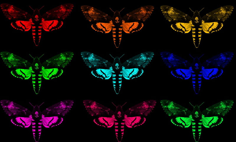 lil wayne album cover butterfly