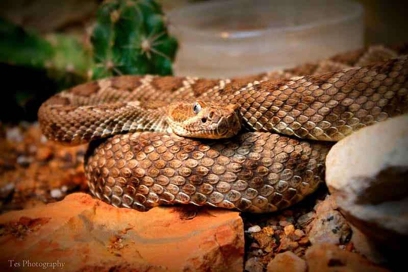 Rattle Snake, zoo, texas, rattle, snake, HD wallpaper