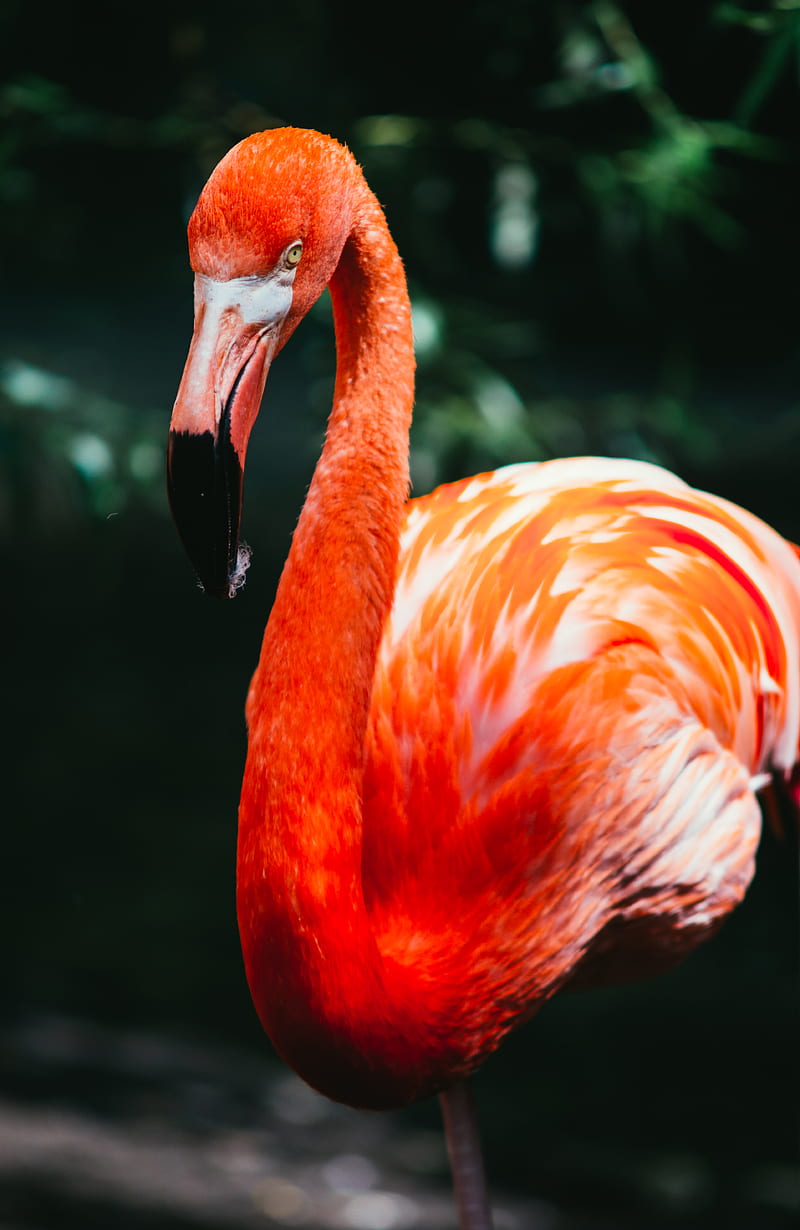 flamingo in macro shot graphy, HD phone wallpaper