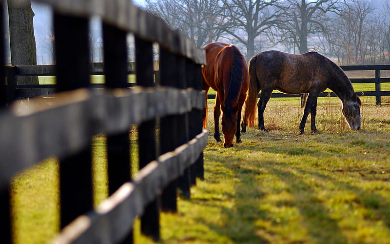 HORSES ON THE PRAIRIE, fence, prairie grassland, sunlight, grazing, couple, horses, field, HD wallpaper