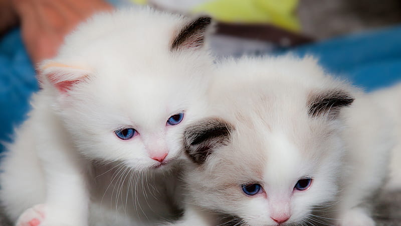 Two Cute White Cats Are Looking Down Kitten, HD wallpaper