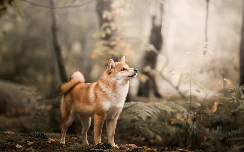 Shiba Inu, red dog, forest, smooth-haired dog, breeds of hunting dogs, HD wallpaper