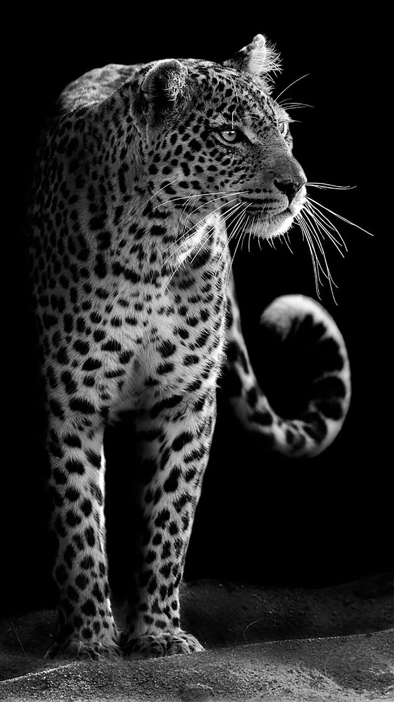 Leopard Wallpaper for iPhone 11 Pro Max X 8 7 6  Free Download on  3Wallpapers