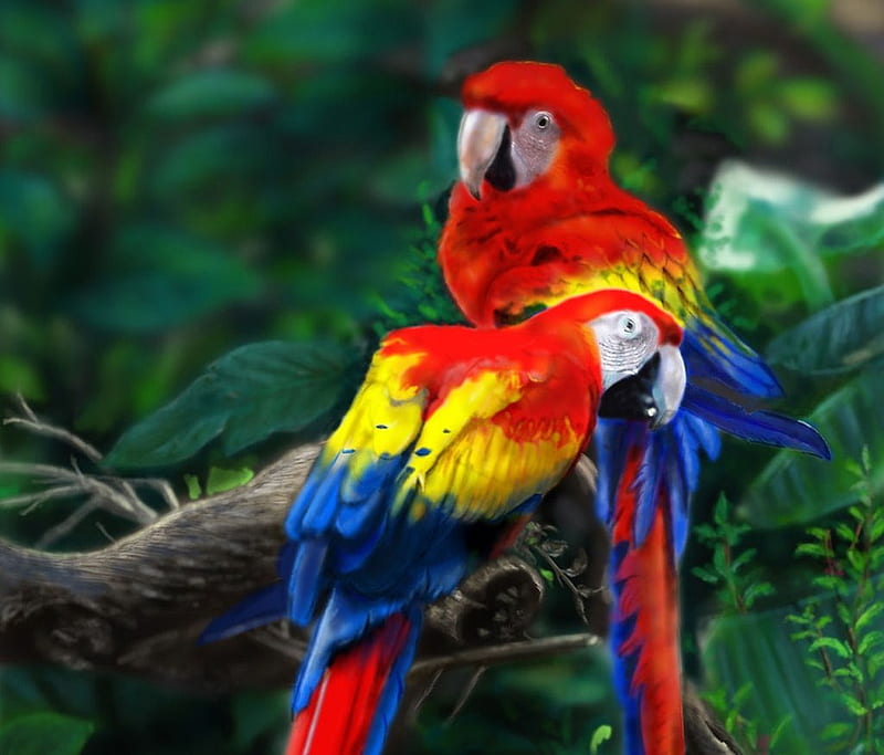 Scarlet Macaw, colorful, scarlet, birds, macaw, tropical, HD wallpaper