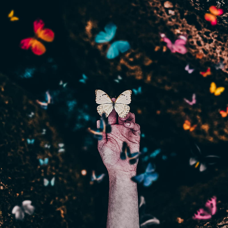 butterfly, hands, insect, HD phone wallpaper