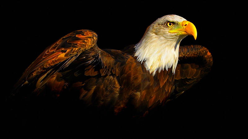 golden eagle, beak, predator, beautiful bird, eagle, HD wallpaper