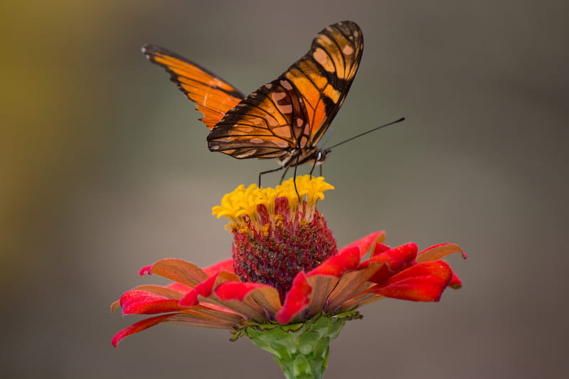 Brown and Black Butterfly Perched on Yellow and Red Petaled Flower Closeup graphy, HD wallpaper