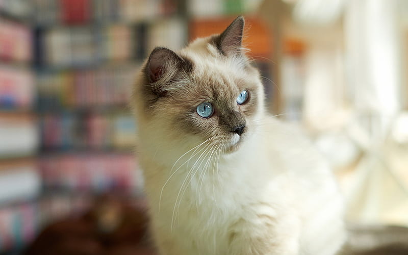 Siamese Cat, bokeh, close-up, pets, domestic cat, cute animals, cats, Siamese, HD wallpaper