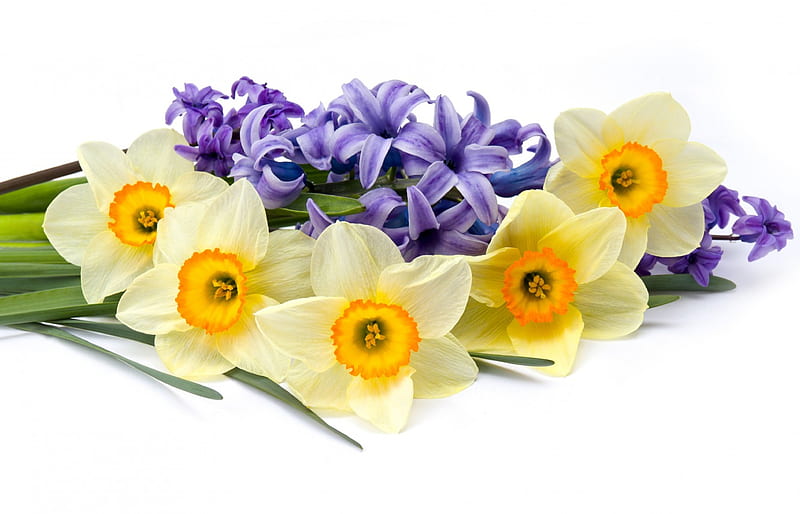 Spring Daffodils and Hyacinths, hyacinths, flowers, Spring, daffodils, HD wallpaper