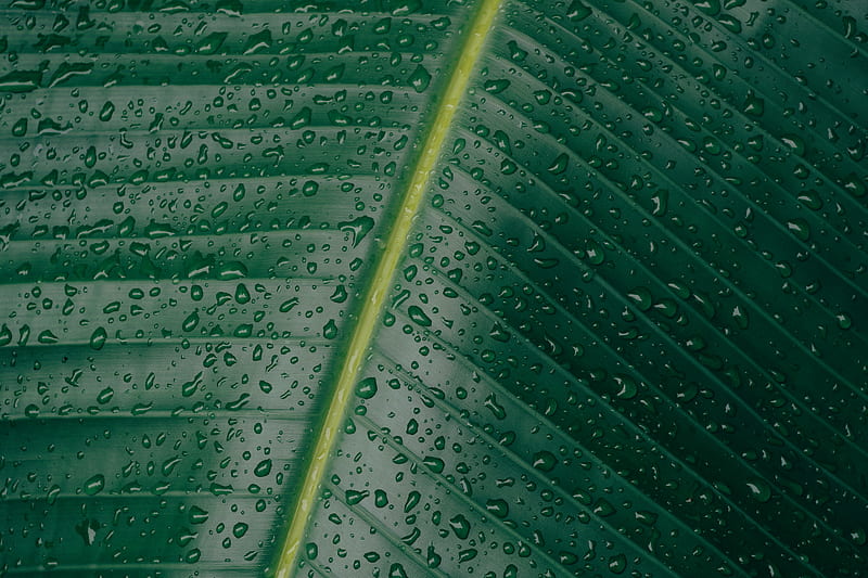 water droplets on banana leaf, HD wallpaper