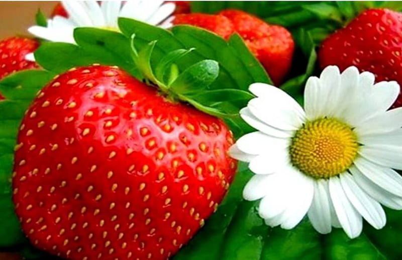 Strawberry and Flowers, fruit, garden, flowers, strawberry, HD wallpaper