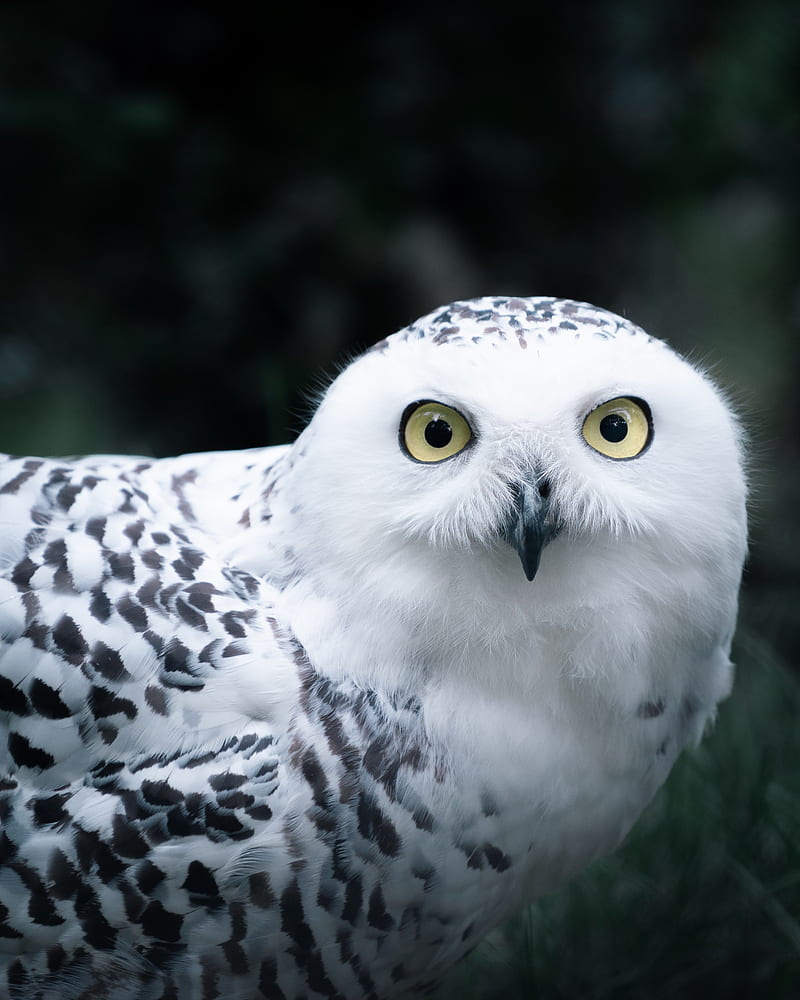 owl, white, bird, glance, HD phone wallpaper