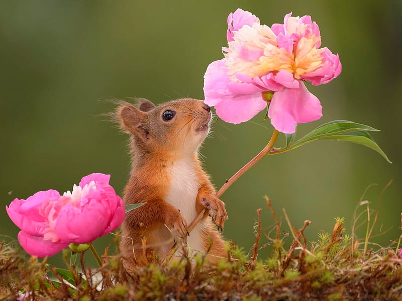 Baby Squirrel Wallpapers - Top Free Baby Squirrel Backgrounds -  WallpaperAccess