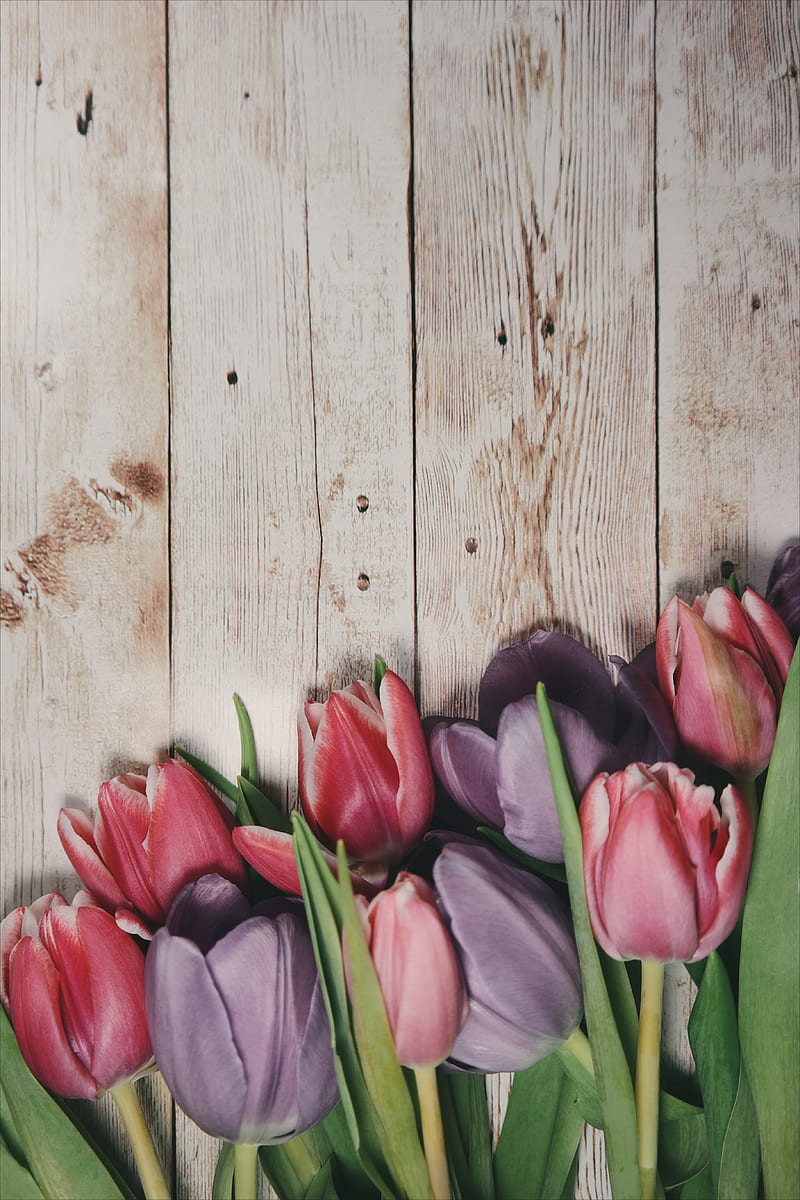 Macro shot of pink tulips on a wooden deck., HD phone wallpaper