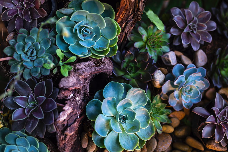 Green and Purple Succulent Plants · Stock, Colorful Succulent, HD wallpaper