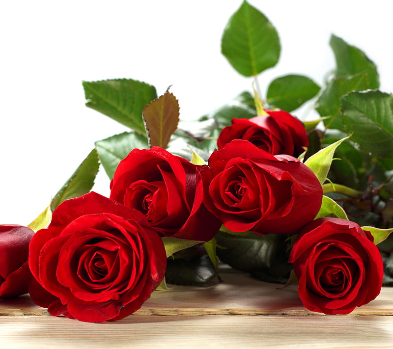 Roses, beautiful red, flowers, love, valentine, HD wallpaper