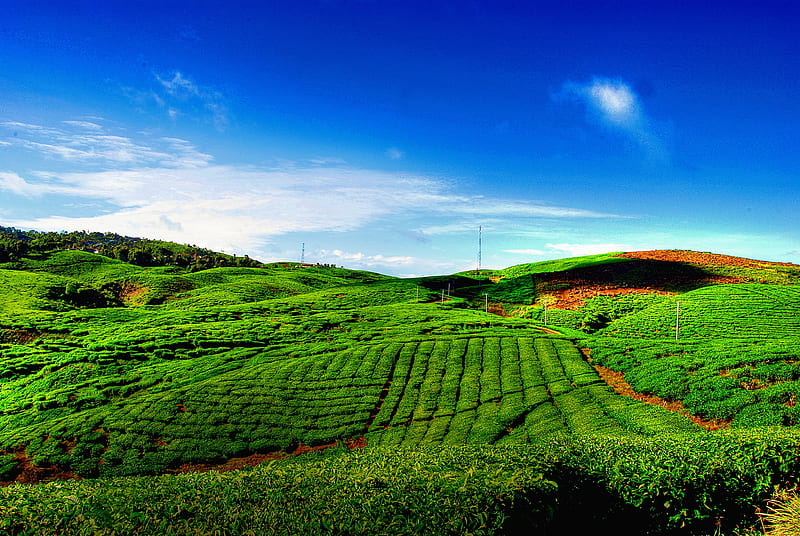 tea garden, green, tea field, nature, fields, r, hill, landscape, HD wallpaper