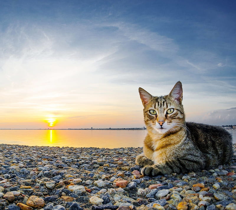 Cat, beach, coast, kitten, landscape, pebbles, sea, sunset, HD wallpaper