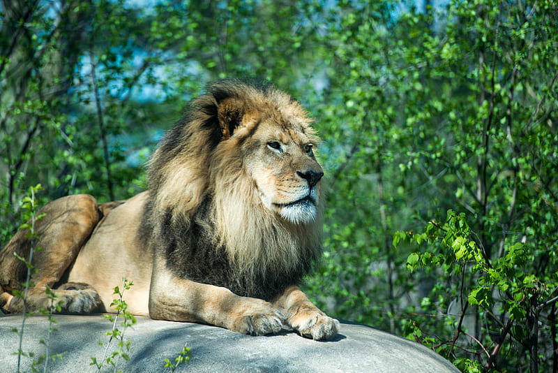lion, paws, stone, predator, wildlife, HD wallpaper