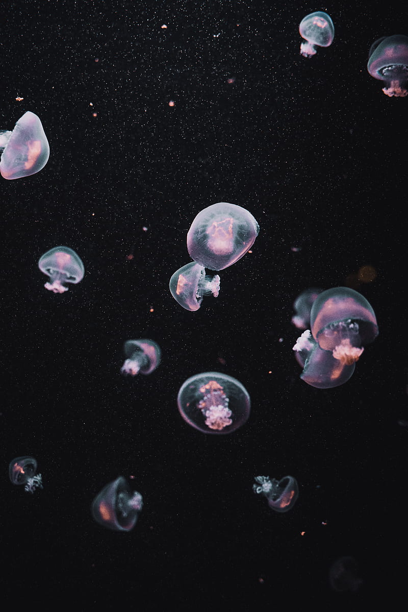 jellyfish, underwater world, dark, aesthetics, HD phone wallpaper