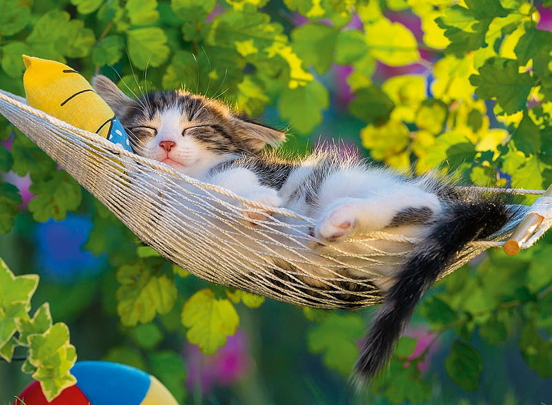 Kitten, summer, cat, pisici, hammock, animal, sleep, nap, cute, vara, green, HD wallpaper