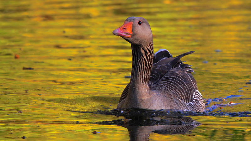Closeup View Of Greylag Goose Is Floating On Water Birds, HD wallpaper