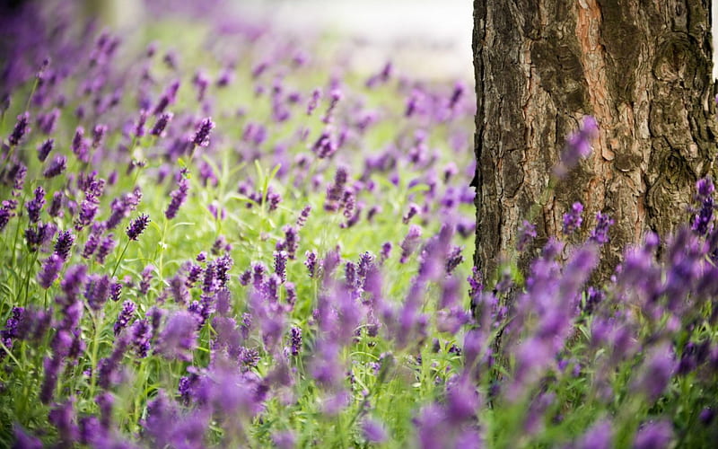 Lavanda, árbol, flor, flores, naturaleza, Fondo de pantalla HD | Peakpx