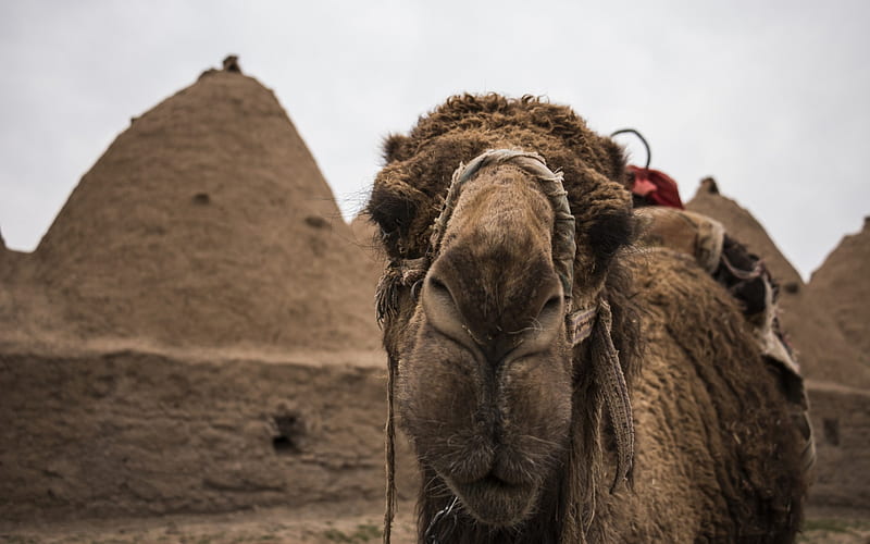 camel, Egypt, Africa, desert, sand, tourism, HD wallpaper