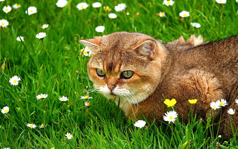 British short-haired cat, cute animals, a cat in the grass, green grass, ginger cat, wild flowers, cat with green eyes, pets, HD wallpaper