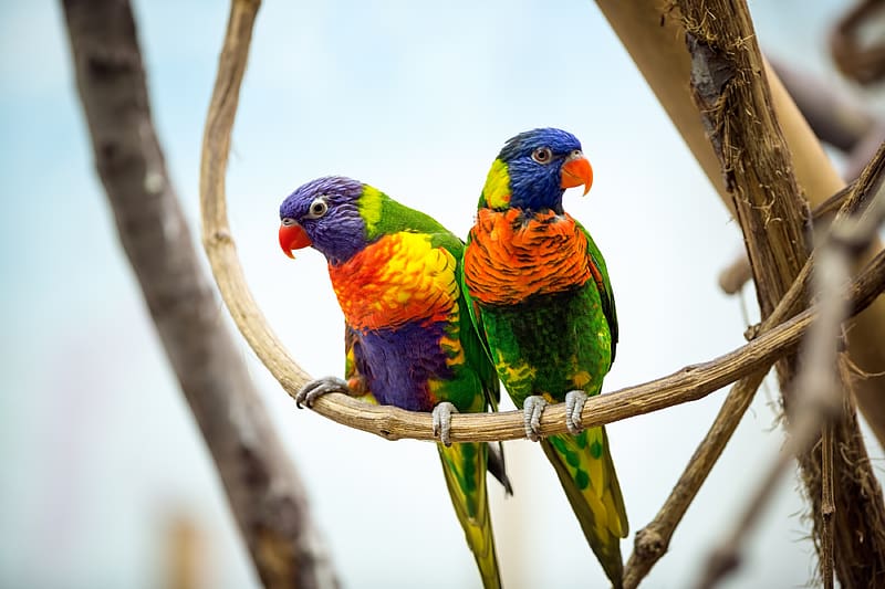 Birds, Couple, Animal, Parrot, Rainbow Lorikeet, HD wallpaper