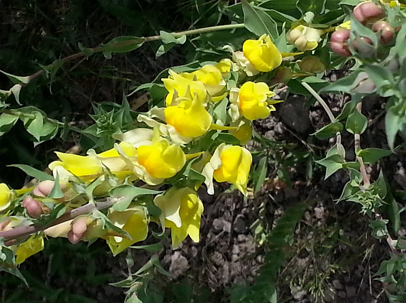 Butter and Eggs, yellow, flowers, Yellowstone, HD wallpaper