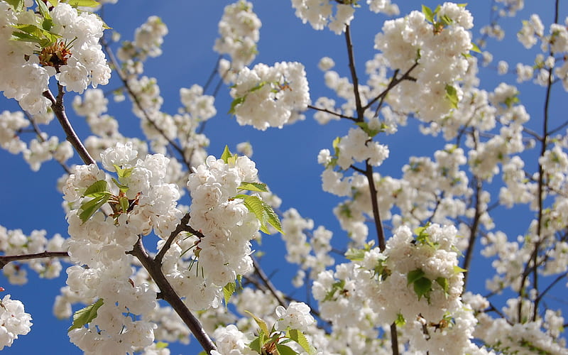 Beautiful Japanese cherry blossom season 26, HD wallpaper