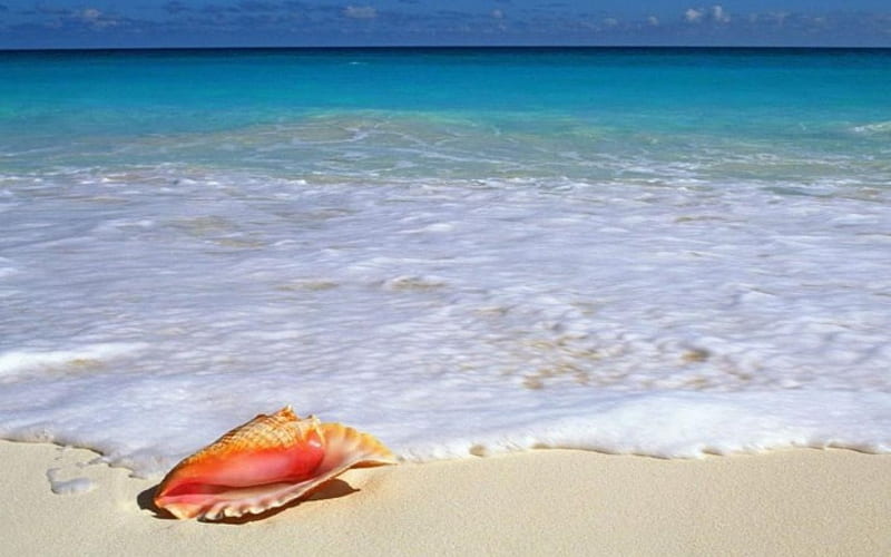 What Do You Hear What I Hear, beach, seashell, tide, sand, shell, ocean, HD wallpaper