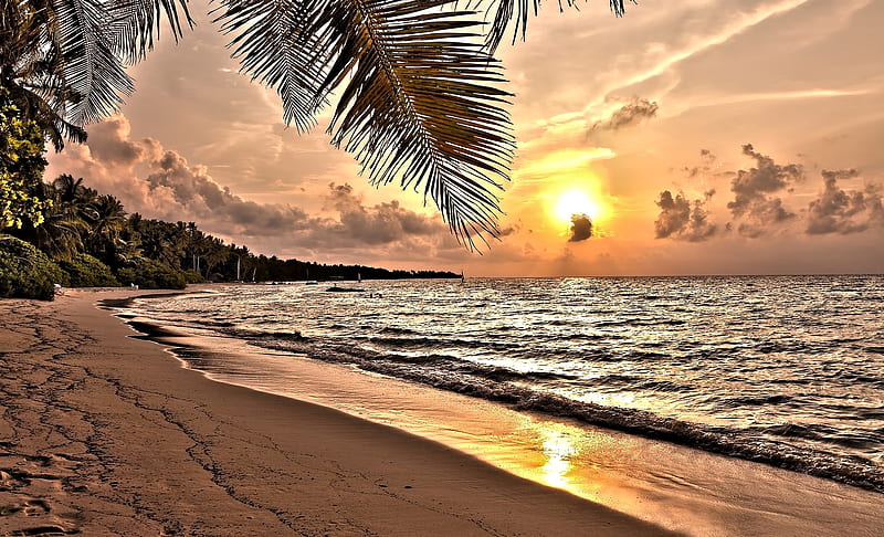 Tropical Sunset, Sea, Palm, Nature, Sunset, HD wallpaper