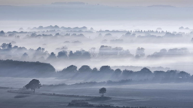 Fog Trees, fog, trees, nature, sky, HD wallpaper