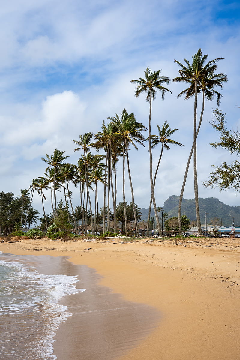 palm trees, beach, tide, waves, HD phone wallpaper